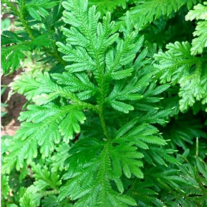 Jual DAUN CAKAR AYAM SEGAR OBAT HERBAL 1 KG | Shopee Indonesia Daun penggemuk ayam di Batudaka, Tojo Una-una