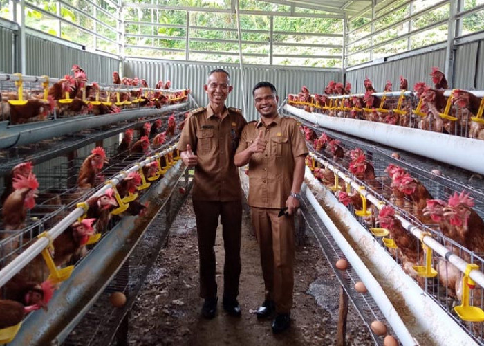 Model Kandang Ayam Petelur, Apa Saja Jenisnya ? HOBI TERNAK Model Kandang Ayam Petelur, Apa Saja Jenisnya ? HOBI TERNAK