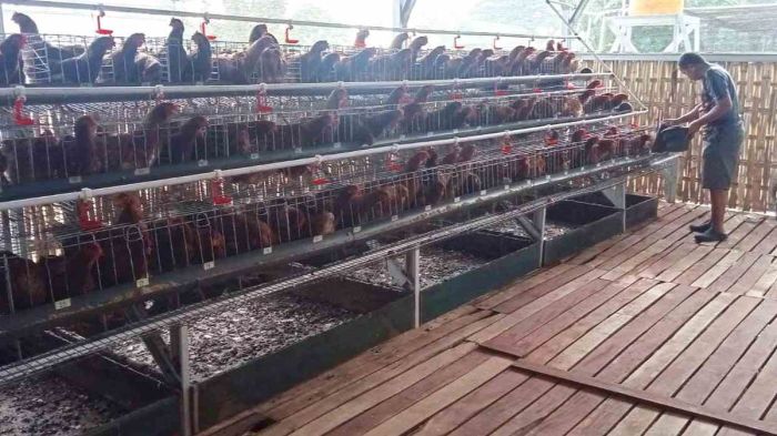 Teknologi Efisiensi dan Peningkatan Produktifitas Budidaya Ayam ...