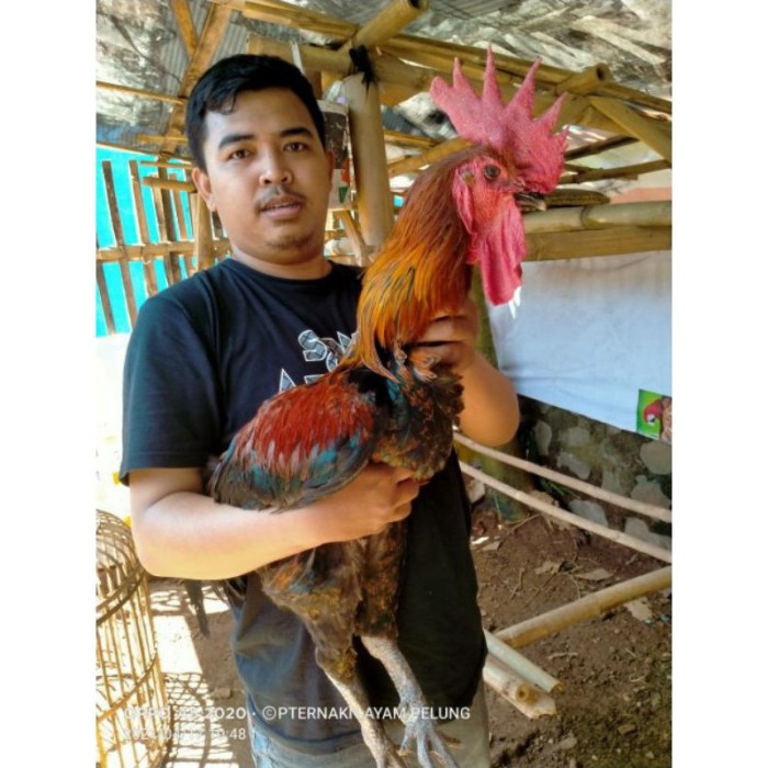 Ayam pelung jumbo di Girimulyo, Kulon Progo