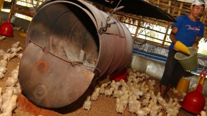 PETERNAKAN AYAM KAMPUNG TERBESAR ADA DI BOGOR - YouTube Peternakan ayam kampung di Penawangan, Grobogan