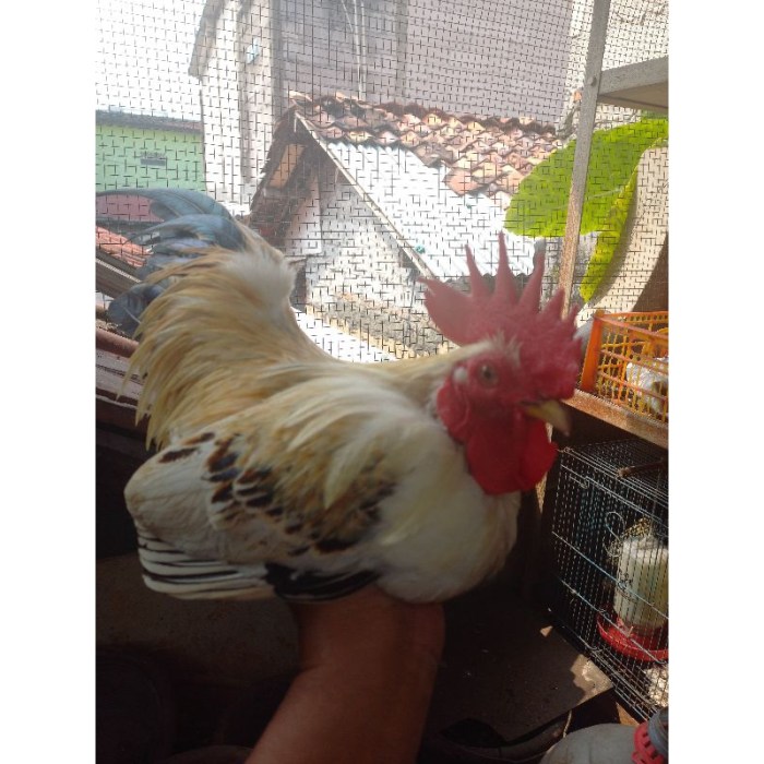 IPB Kembangkan Peternakan Ayam Termodern di Indonesia - indoposco IPB Kembangkan Peternakan Ayam Termodern di Indonesia - indoposco