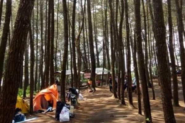 Jual Ayam merah - ayam petelur afkir - ayam afkir - ayam telur afkir ...