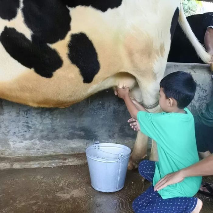 Susu kambing di Padaherang, Pangandaran