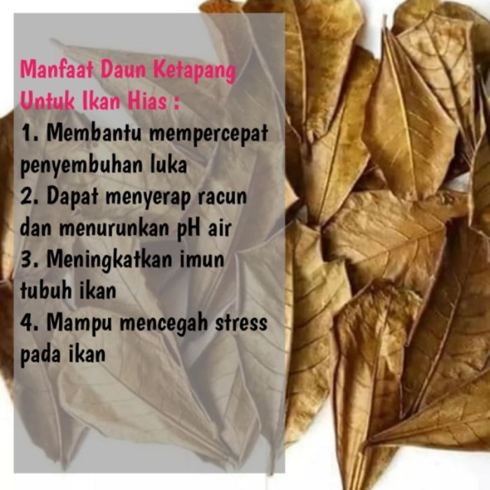 Daun penggemuk ayam di Tumba, Ketapang