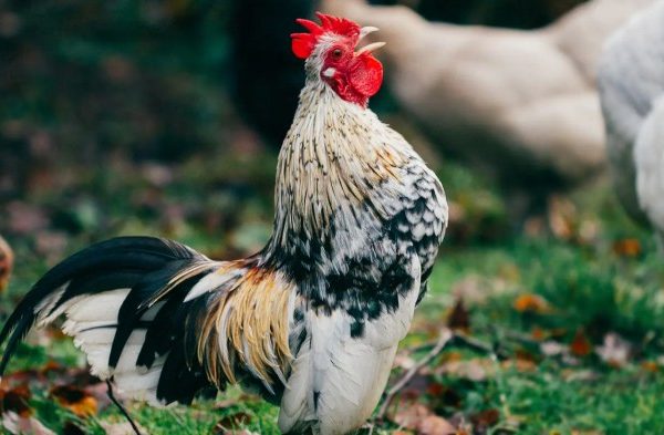 Ayam arab petelur di Paciran, Lamongan
