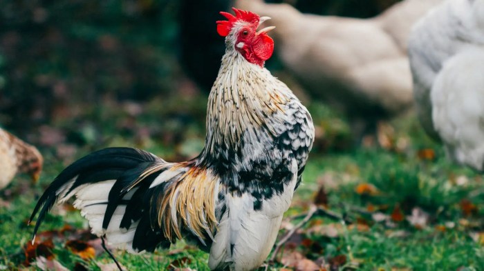 Ayam ternak di Sukasari, Kota Bandung