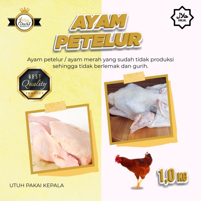 Ayam Merah Petelur Mulai Diburu Warga Jelang Idul Adha, Pedagang ... Ayam merah petelur di Maro Sebo, Kabupaten Muaro Jambi