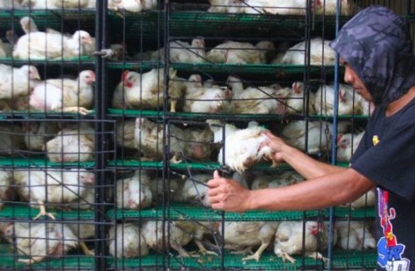 31.041 Ton Jagung Subsidi Ditujukan untuk Peternak Ayam di Kediri ...