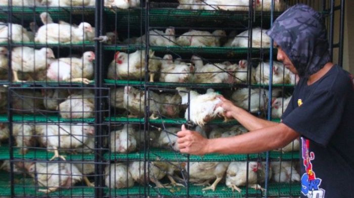 Ayam ternak di Siberut Barat Daya, Kabupaten Kepulauan Mentawai