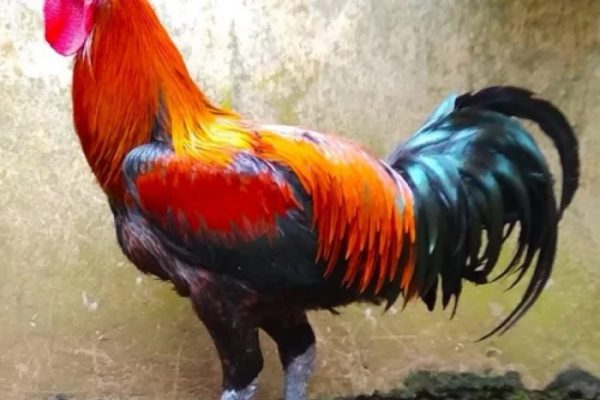 Ayam pelung jumbo di Cangkringan, Sleman