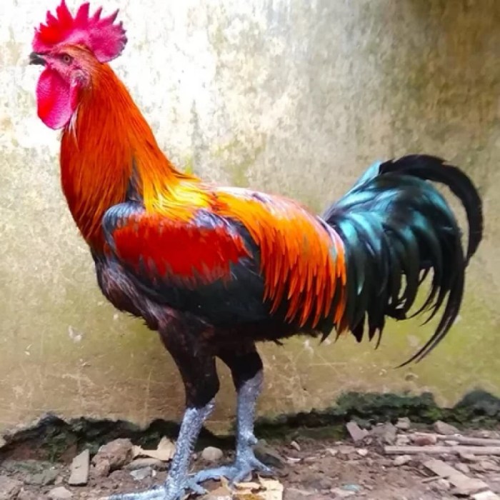 Promo Paket sepasang ayam pelung jumbo siap produksi Diskon 23% di ... Promo Paket sepasang ayam pelung jumbo siap produksi Diskon 23% di ...