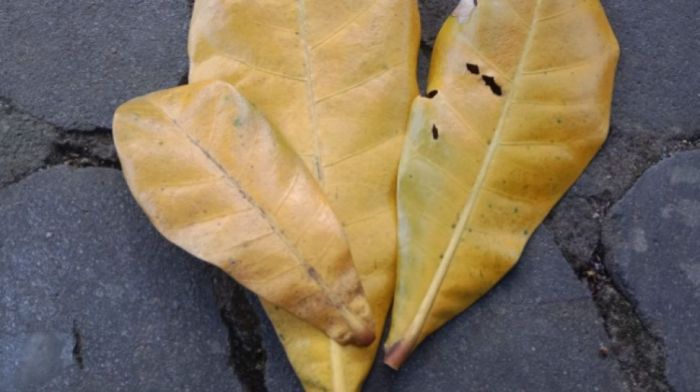 5 Khasiat Daun Ketapang bagi Kesehatan, Dipercaya Ampuh Atasi Hepatitis Daun penggemuk ayam di Matan Hilir Selatan, Ketapang