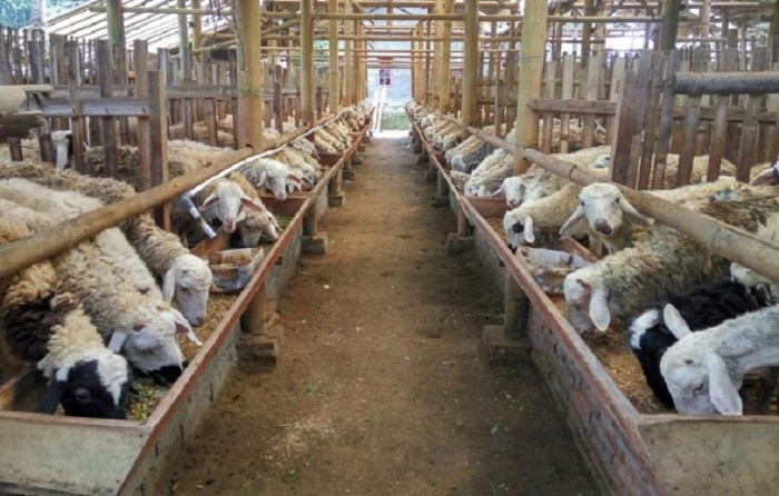 Peternakan ayam petelur terdekat di Bumi Ratu Nuban, Lampung Tengah
