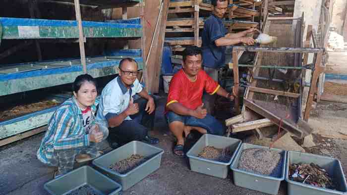PT Semen Padang Budidayakan Maggot di Kota Padang, Ajak Masyarakat Ikut ... Budidaya ayam di Padang Utara, Kota Padang