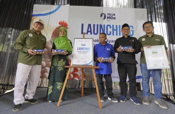 Pakan Ayam Petelur Naik, Peternak di Bandung Barat Terancam Bangkrut