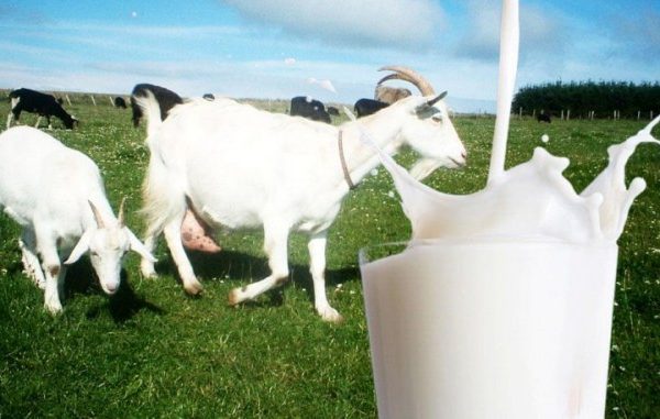 Susu kambing di Kasreman, Ngawi