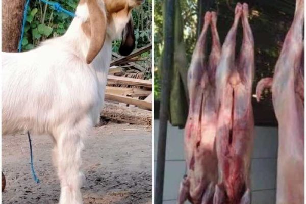 Daging kambing di Gegesik, Cirebon