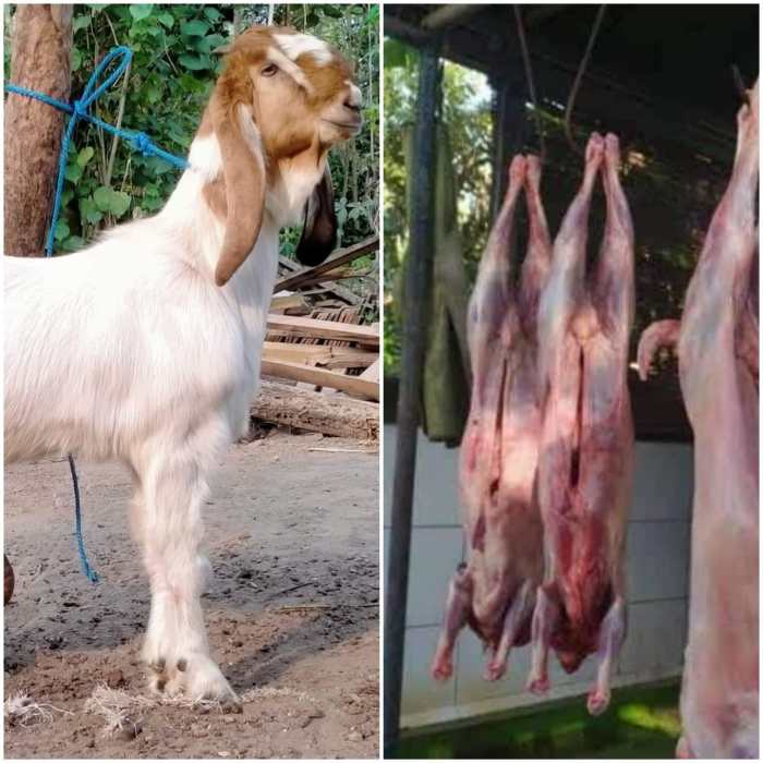 Daging kambing di Wringinanom, Gresik