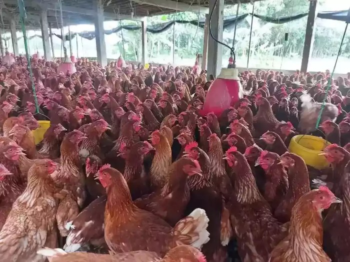 Jual Pullet Ayam Petelur Merah Usia 13 Minggu Yang Terbaik Dan ... Ternak ayam petelur di Paleleh Barat, Buol