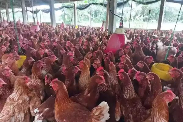 Ternak ayam petelur di Parigi Barat, Paringi Moutong