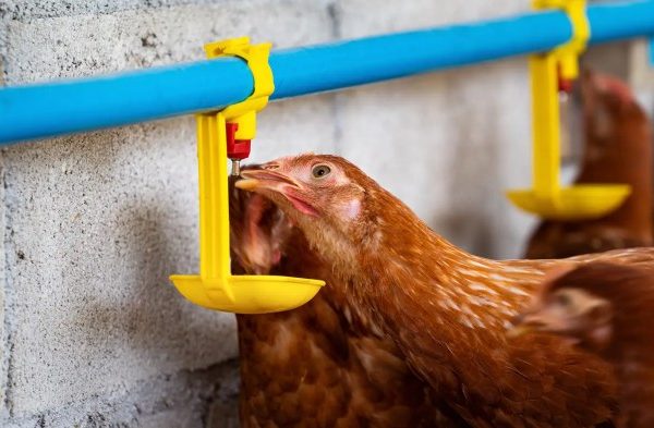 10 Jenis Ayam Populer di Dunia dan Kegunaannya dalam Industri Pangan