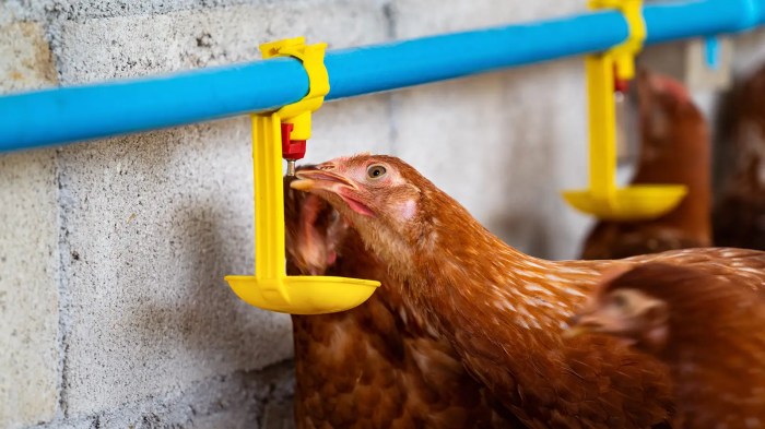 3 Cara Mencukupi Kebutuhan Nutrisi Ayam Layer Berdasarkan Periode 3 Cara Mencukupi Kebutuhan Nutrisi Ayam Layer Berdasarkan Periode