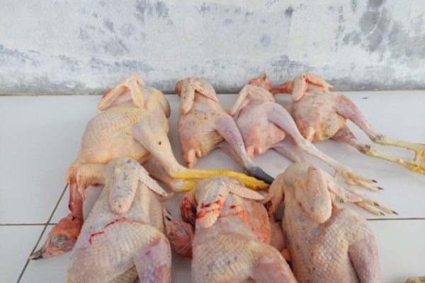 Harga ayam kampung potong di Limo, Kota Sukabumi