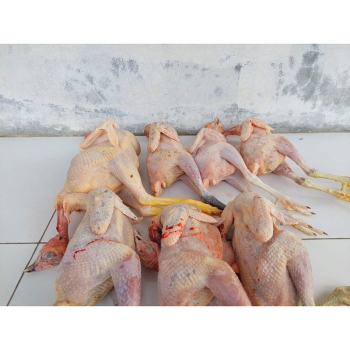 Harga ayam kampung potong di Batang Hari, Lampung Timur