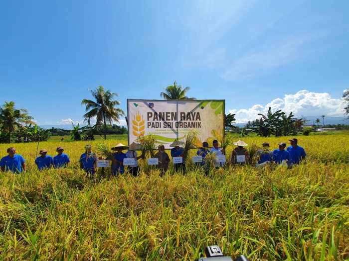 Daun penggemuk ayam di Pomalaa, Kolaka