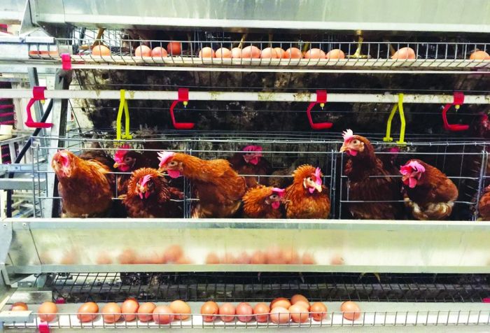 Bisnis Ayam Petelur yang Menjanjikan, 1.200 Ayam Bisa Hasilkan Jutaan ... Bisnis Ayam Petelur yang Menjanjikan, 1.200 Ayam Bisa Hasilkan Jutaan ...