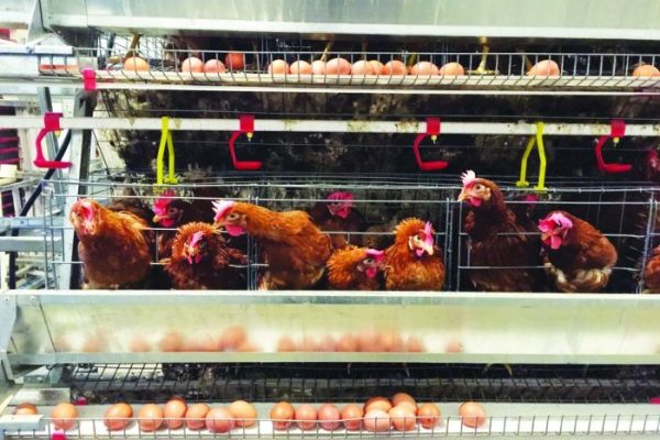 Ayam petelur jantan di X Koto, Kabupaten Tanah Datar