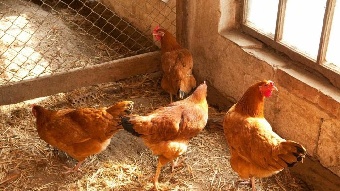 Panduan Lengkap Cara Ternak Ayam Petelur : Mulai dari Persiapan hingga ... Ternak ayam petelur di Okbab, Kab. Pegunungan Bintang