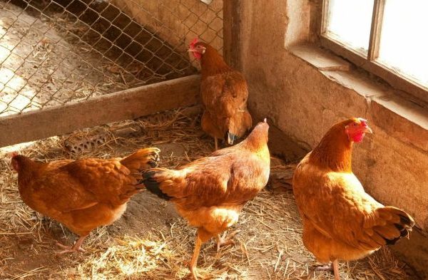 Panduan Lengkap Cara Ternak Ayam Petelur : Mulai dari Persiapan hingga ...