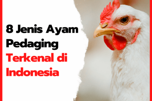Seri Budidaya Ternak; Ayam Pedaging
