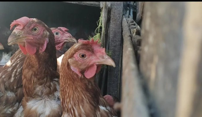 Cara Budidaya Ayam Petelur Untuk Pemula, Hasilkan Telur Berkualitas