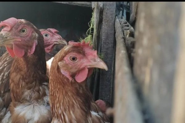 Cara Ternak Ayam Kampung Petelur, Harga, dan Tipe Kandang - Beternak Ayam