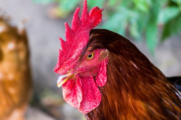 Ayam Hutan, Leluhur Ayam Kampung - Media Hobi dan Informasi Ayam Ternak di Manduamas, Tapanuli Tengah