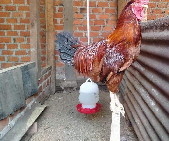 Pencuri Ayam di Tungkal yang Tinggalkan Motor dan Sendal Berhasil ... Ayam layer di Tungkal Ilir, Kabupaten Tanjung Jabung Barat