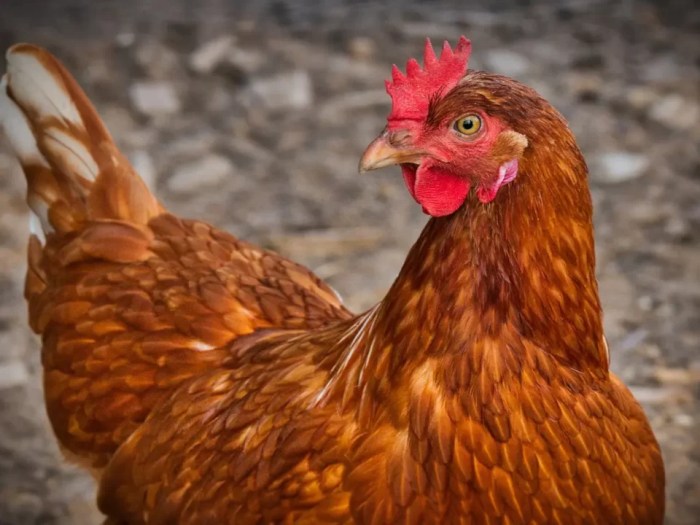 Inilah 10 Jenis Ayam Petelur Unggulan yang Membawa Untung! Ayam merah petelur di Cileungsi, Bogor