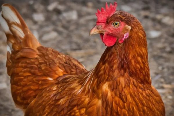Ayam merah petelur di Jamblang, Cirebon