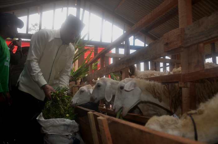 Budidaya ternak ayam di Karanglewas, Banyumas