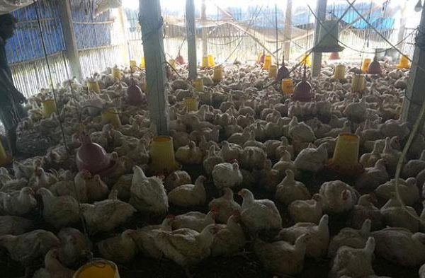 Budidaya ternak ayam di Sumowono, Semarang