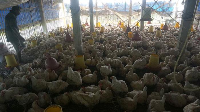 Ternak Ayam Kampung super | Distributor DOC Ayam Broiler Budidaya ternak ayam di Sumowono, Semarang