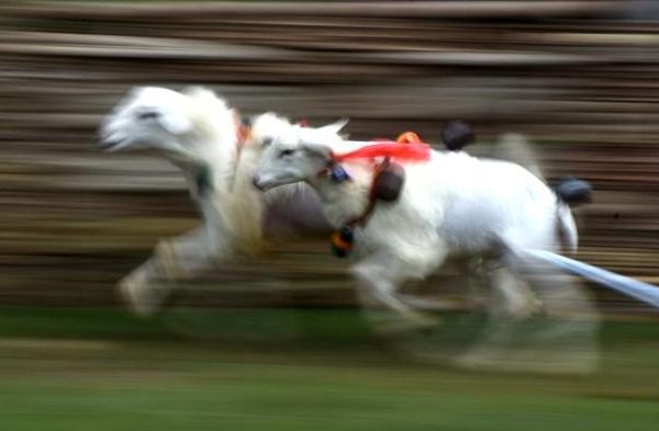 Daging kambing di Dringu, Probolinggo