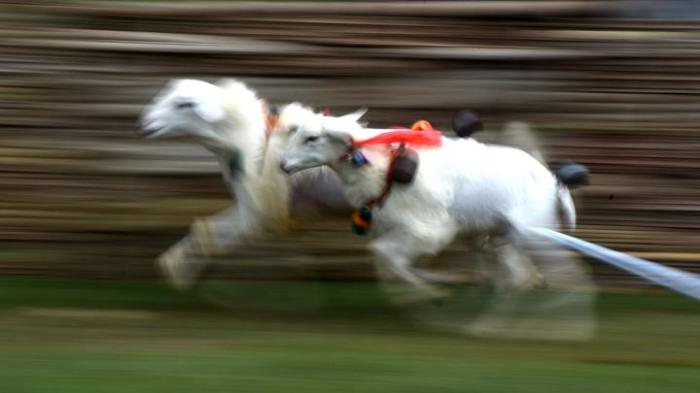 Harga Daging Ayam Broiler di Probolinggo Tembus Rp 42.000 Daging kambing di Dringu, Probolinggo