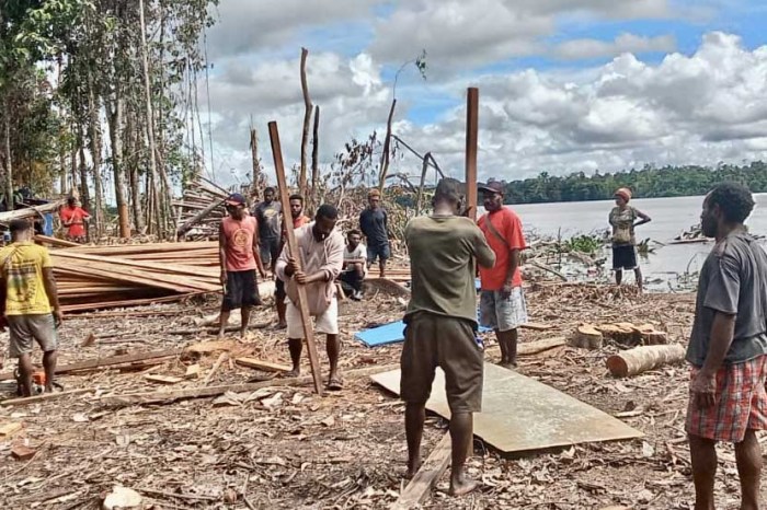 Daun penggemuk ayam di Jair, Kab. Boven Digoel