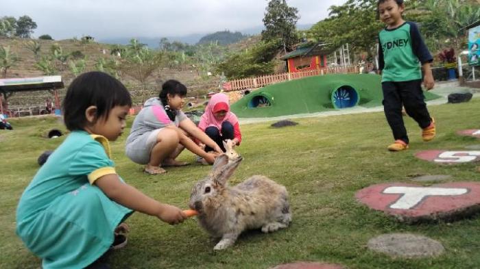Anak kelinci di Ngadirejo, Temanggung