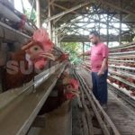 Budidaya ternak ayam di Magelang Selatan, Kota Magelang