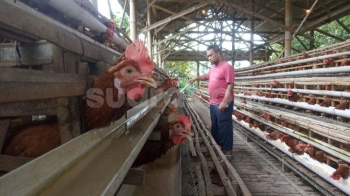 Dilema Peternak Kecil Ayam Petelur di Magelang: Harga Naik Dihujat ... Ternak ayam petelur di Bomberay, Kab. Fakfak